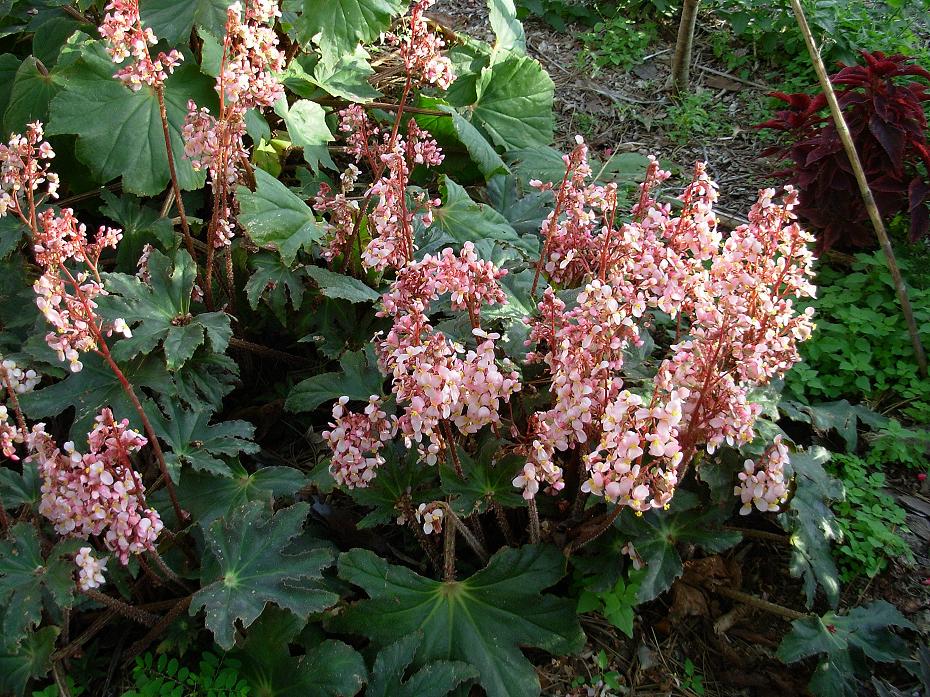 B. heracleifolia var. heracleifolia